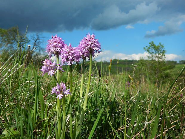 neotinea trojzubá Neotinea tridentata (Scop.) R. M. Bateman, Pridceon et M. W. Chase