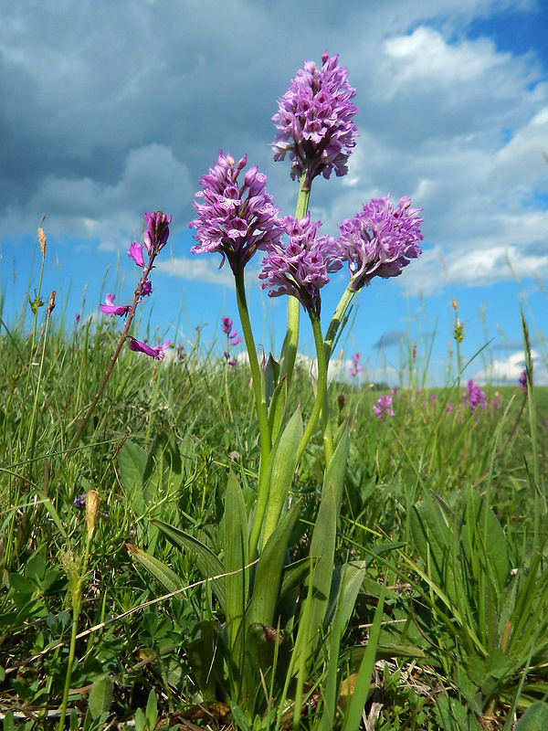 neotinea trojzubá Neotinea tridentata (Scop.) R. M. Bateman, Pridceon et M. W. Chase