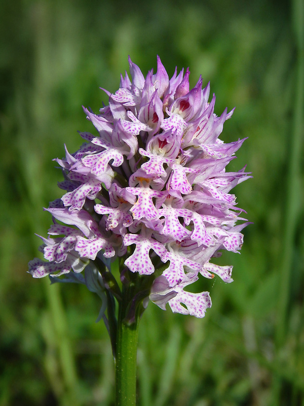 neotinea trojzubá Neotinea tridentata (Scop.) R. M. Bateman, Pridceon et M. W. Chase