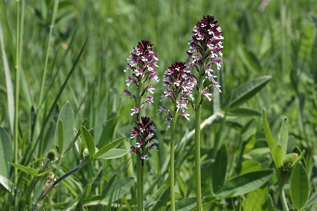 neotinea počerná pravá Neotinea ustulata subsp. ustulata (L.) R. M. Bateman, A. M. Pridgeon et M. W. Chase