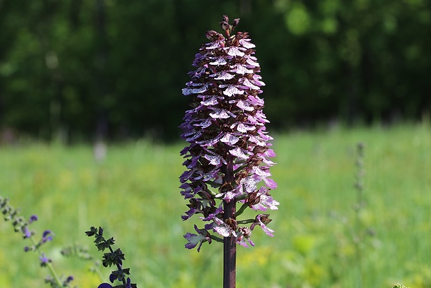 vstavač purpurový Orchis purpurea Huds.