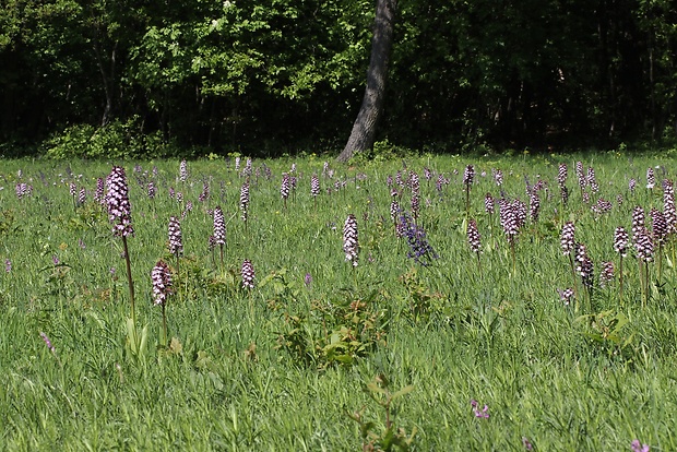 vstavač purpurový Orchis purpurea Huds.