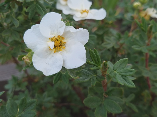 nátržníkovec krovitý Pentaphylloides fruticosa (L.) O. Schwarz