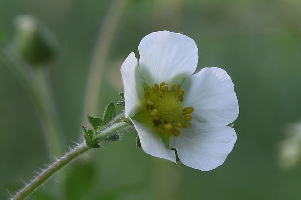 nátržník skalný Potentilla rupestris L.