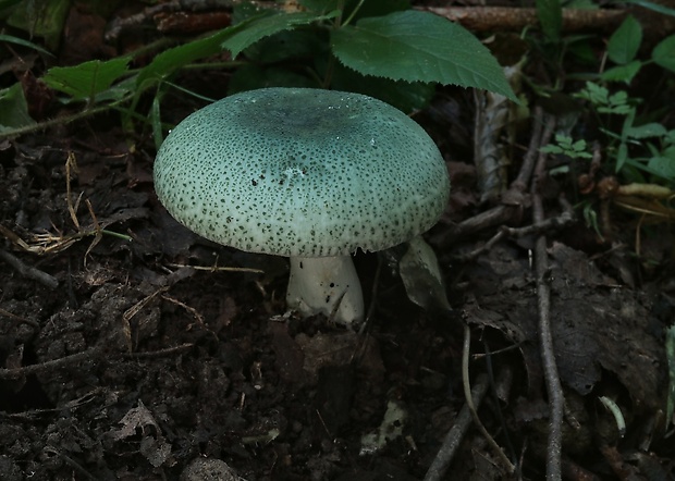 plávka zelenkastá Russula virescens (Schaeff.) Fr.