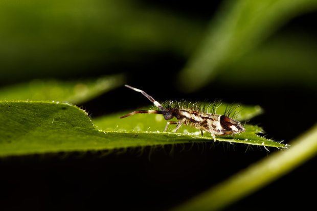 chvostoskok  Orchesella flavescens