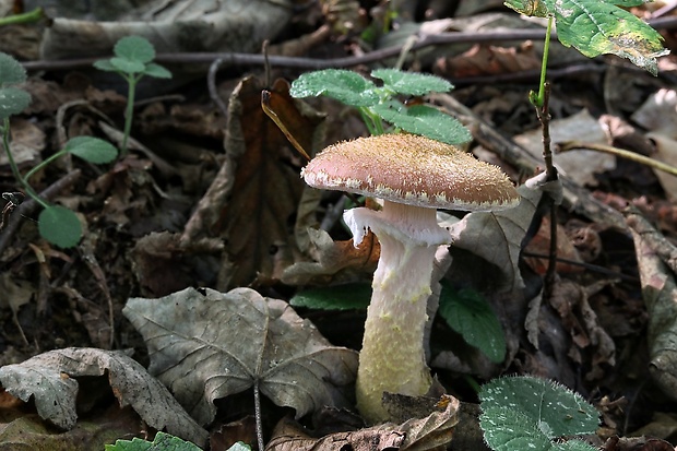 podpňovka Armillaria sp.