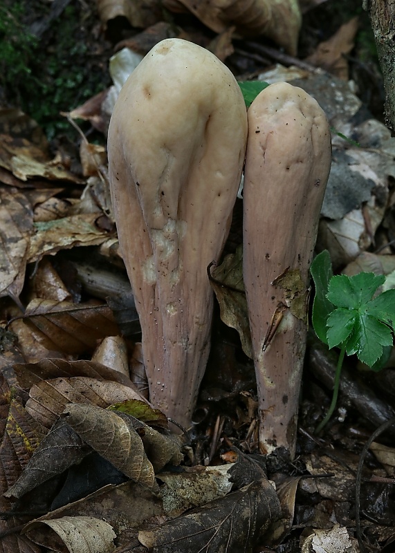 kyjak obrovský Clavariadelphus pistillaris (Fr.) Donk