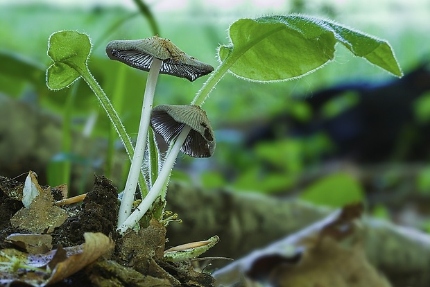 hnojník Coprinellus sp.