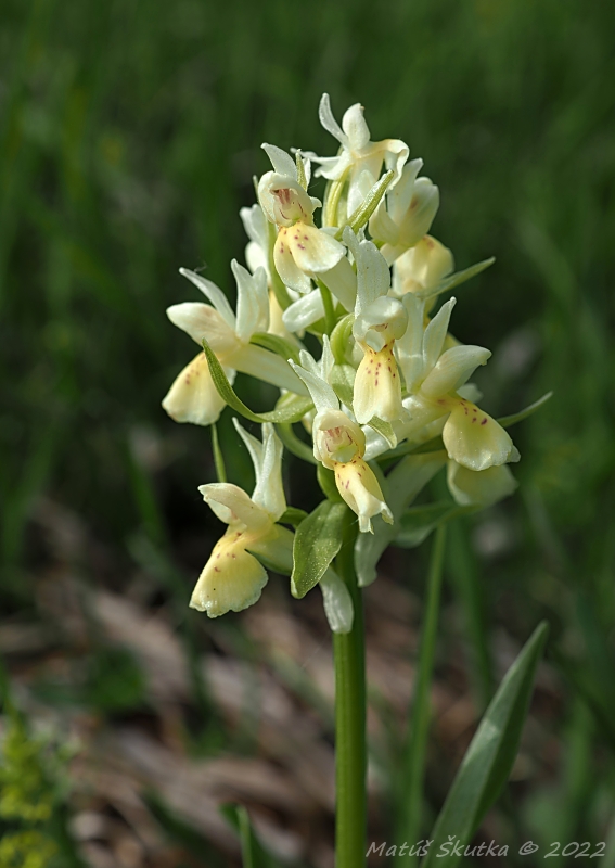 vstavačovec bazový Dactylorhiza sambucina (L.) Soó