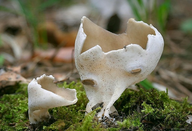 chriapač sosnový Helvella leucomelaena (Pers.) Nannf.