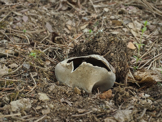 chriapač sosnový Helvella leucomelaena (Pers.) Nannf.