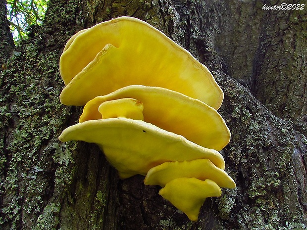 sírovec obyčajný Laetiporus sulphureus (Bull.) Murrill