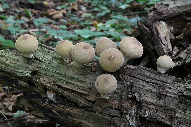 prášnica hruškovitá Lycoperdon pyriforme Schaeff.