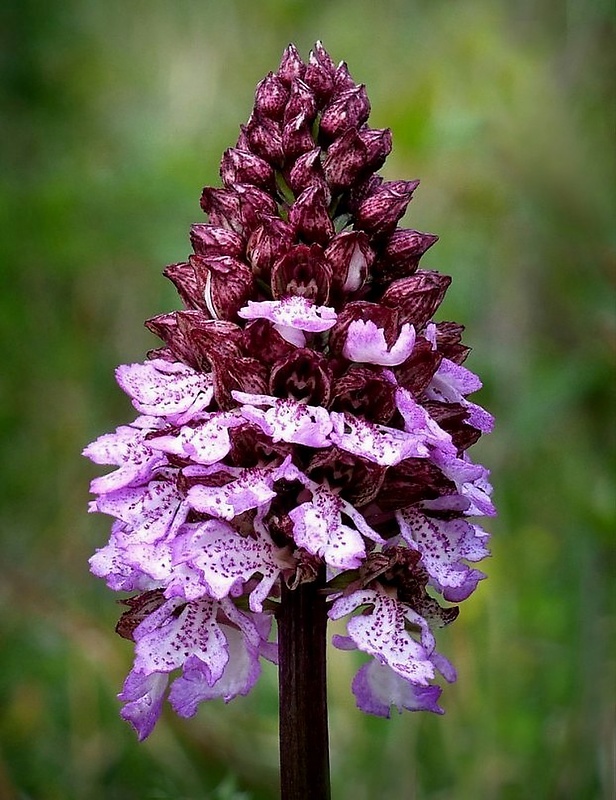 vstavač purpurový Orchis purpurea Huds.