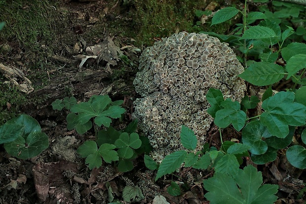 trúdnik klobúčkatý Polyporus umbellatus (Pers.) Fr.