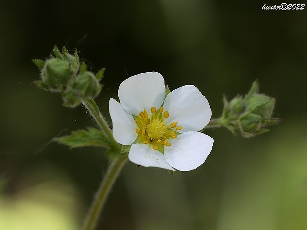 nátržník skalný Potentilla rupestris L.