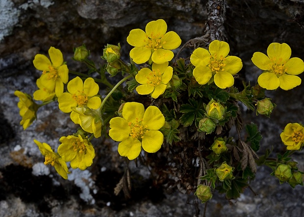 nátržník  Potentilla sp.