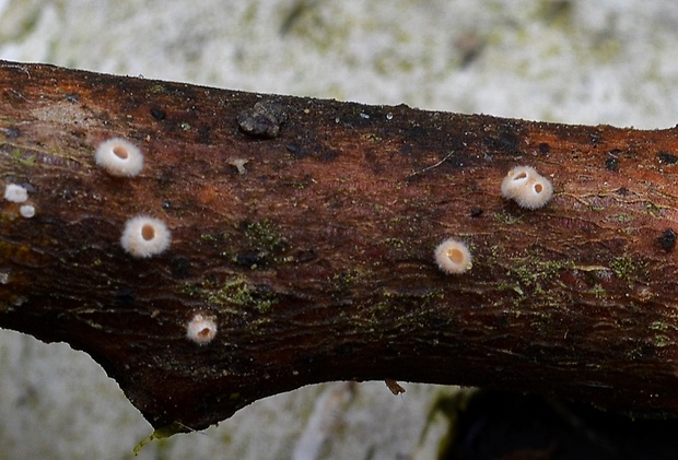 škľabka plstnatá Schizophyllum amplum (Lév.) Nakasone