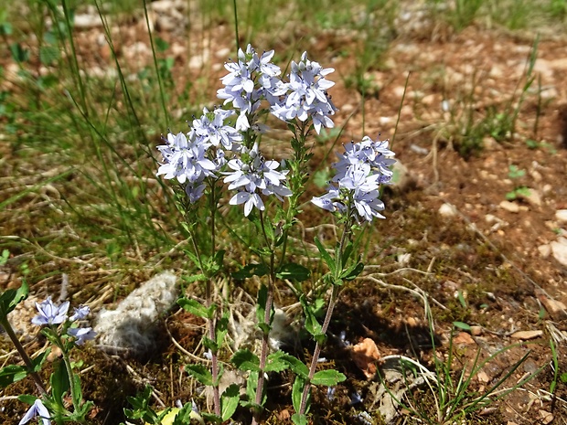 veronika Veronica sp.