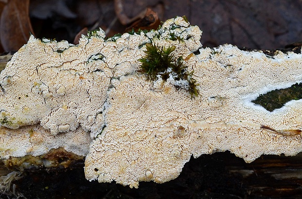 klanopórovka drobnopórová Xylodon flaviporus (Berk. & M.A. Curtis ex Cooke) Riebesehl & Langer