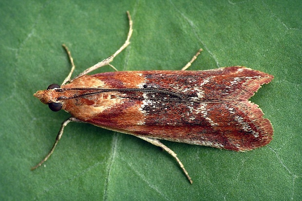 vijačka rozchodníková (sk) / zavíječ (cz) Ancylosis cinnamomella (Duponchel, 1836)