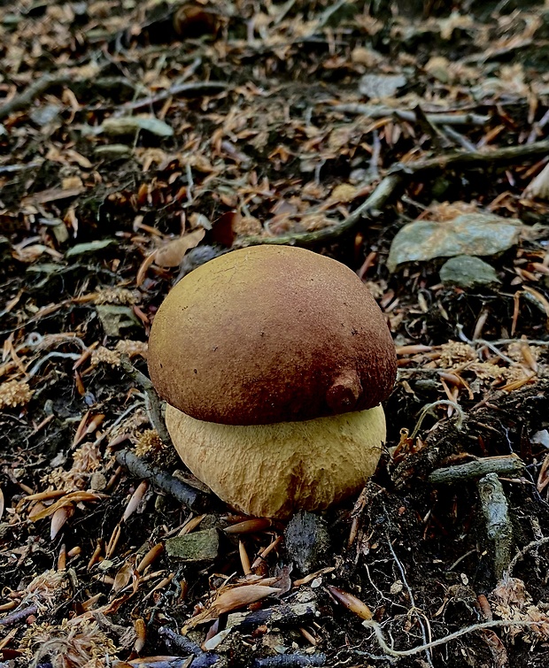 hríb sosnový Boletus pinophilus Pil. et Dermek in Pil.