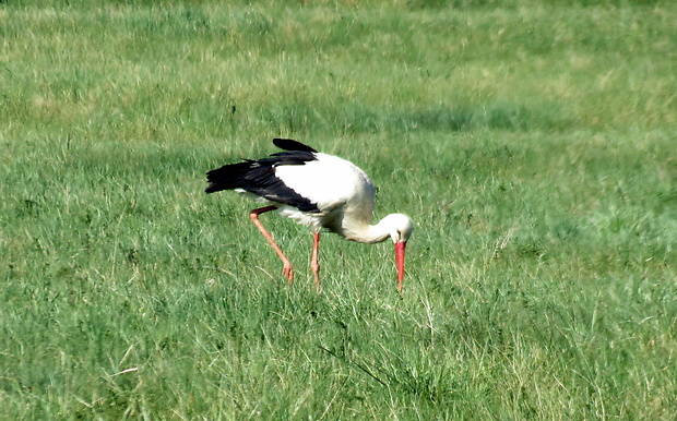 bocian biely Ciconia Ciconia