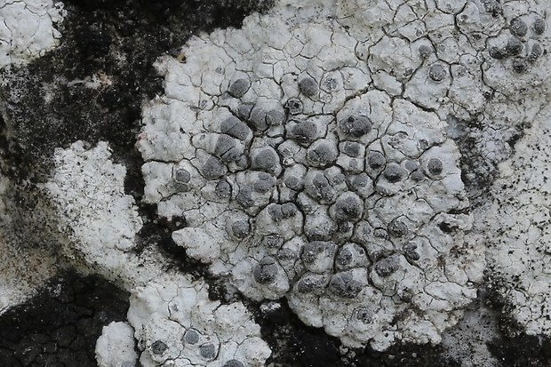 škrupinkovec čiernobiely Diplotomma alboatrum (Hoffm.) Flot.