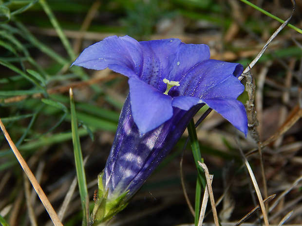 horec clusiov Gentiana clusii Perr. et Songeon