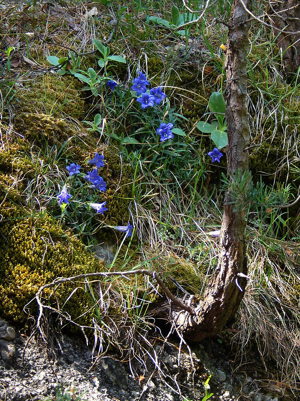 horec clusiov Gentiana clusii Perr. et Songeon