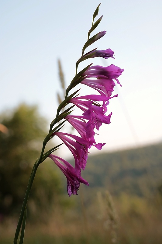 mečík škridlicovitý Gladiolus imbricatus L.