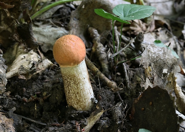 kozák osikový Leccinum albostipitatum den Bakker & Noordel.