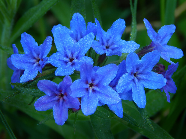 kamienka modropurpurová Lithospermum purpurocaeruleum L.