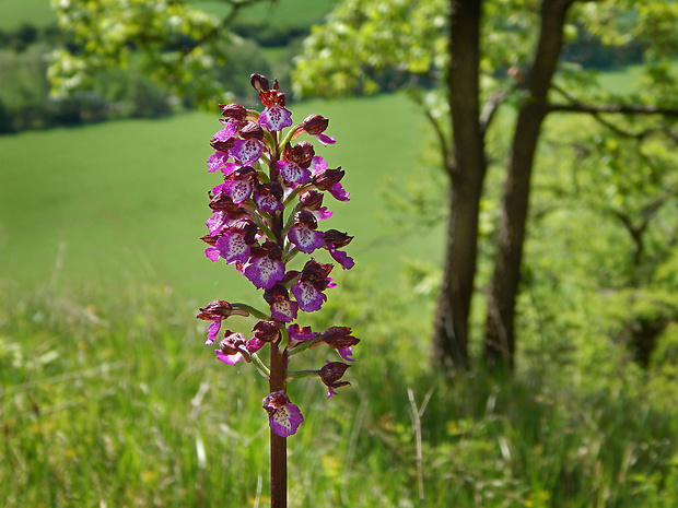 vstavač Orchis × hybrida (Lindl.) Boenn. ex Rchb.