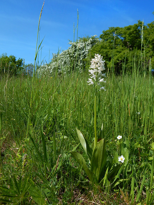 vstavač vojenský Orchis militaris L.