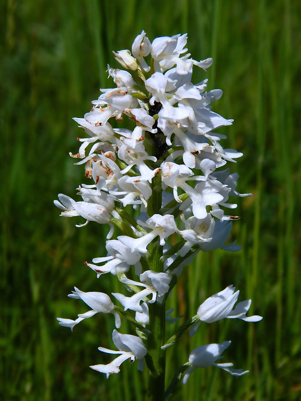 vstavač vojenský Orchis militaris L.