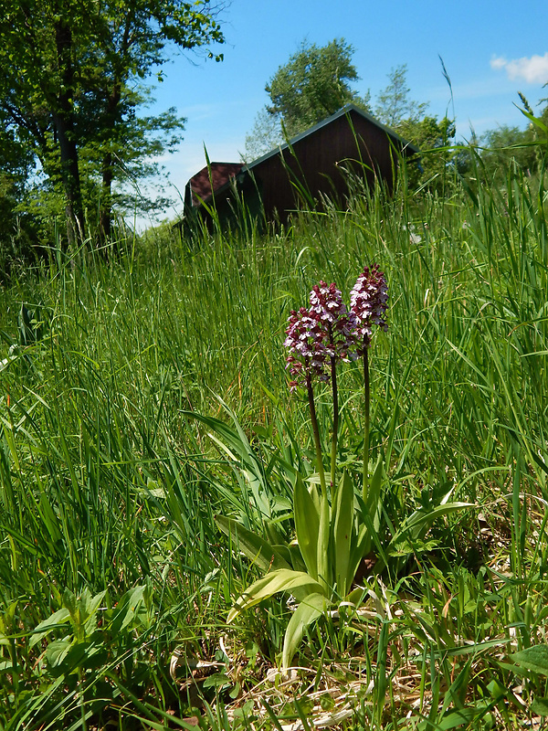 vstavač purpurový Orchis purpurea Huds.