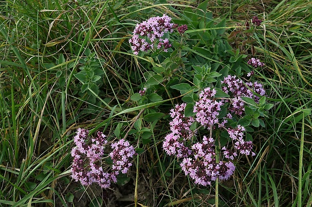 pamajorán obyčajný Origanum vulgare L.