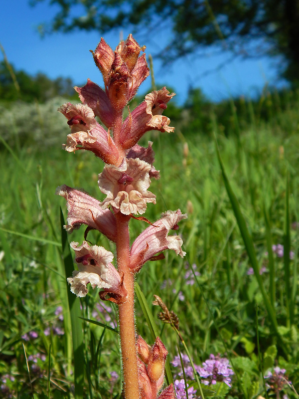 záraza biela Orobanche alba Willd.