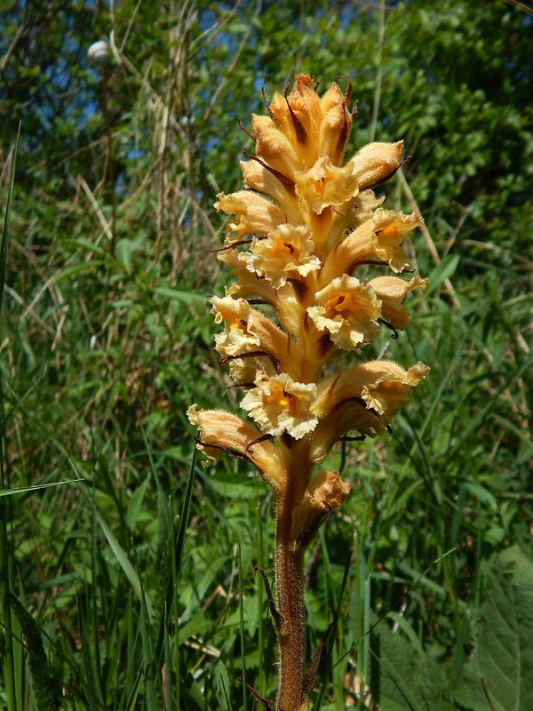 záraza žltá Orobanche lutea Baumg.