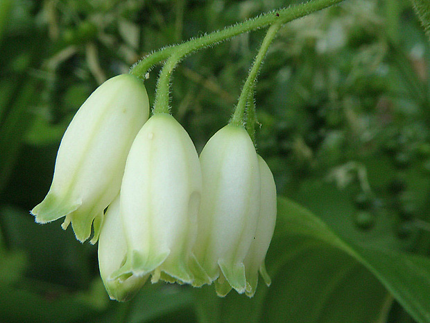 kokorík širokolistý Polygonatum latifolium Desf.