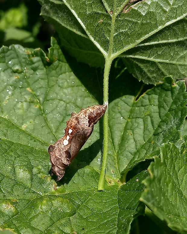 babôčka zubatokrídla (sk) / babočka bílé C (cz)  kukla Polygonia c-album Linnaeus, 1758