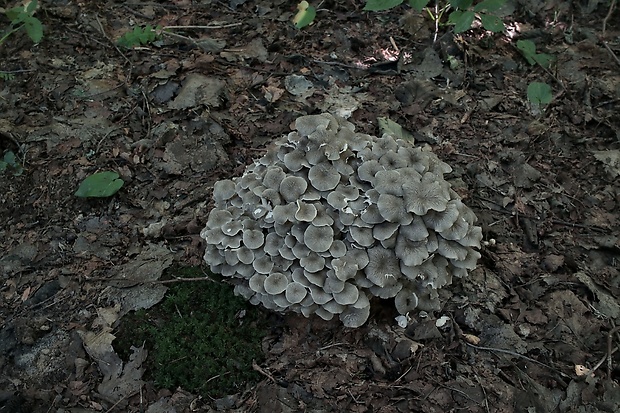 trúdnik klobúčkatý Polyporus umbellatus (Pers.) Fr.