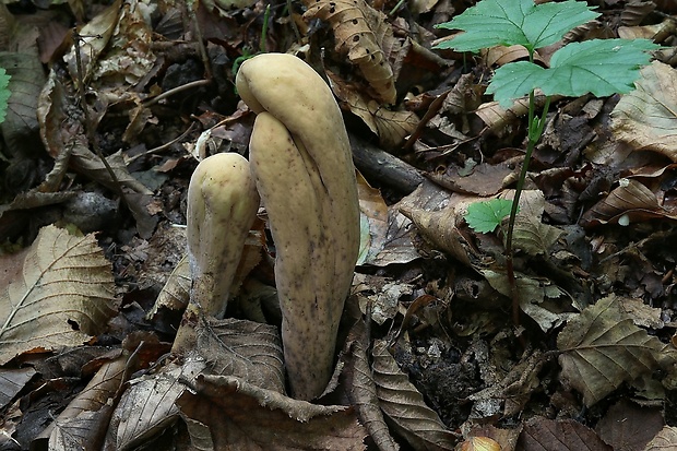 kyjak obrovský Clavariadelphus pistillaris (Fr.) Donk