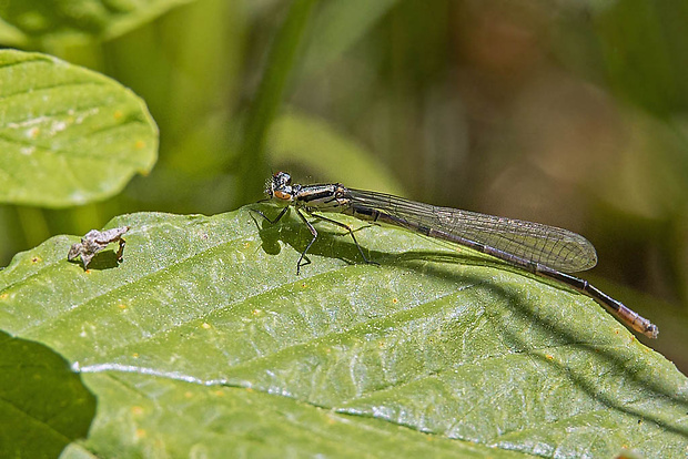 šidielko obyčajné - samec Coenagrion puella