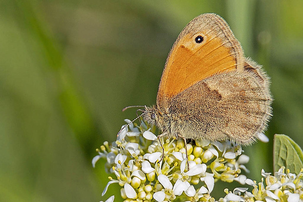 očkáň pohánkový  Coenonympha pamphilus