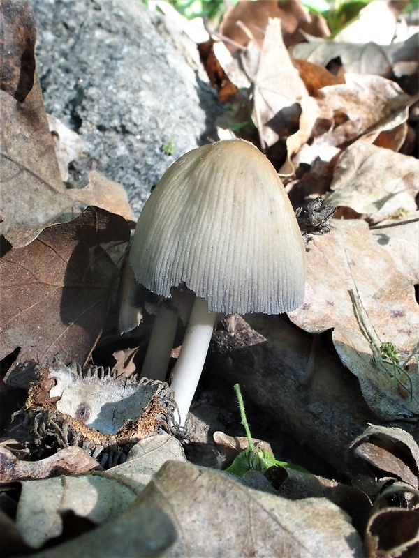 hnojník Coprinus sp.