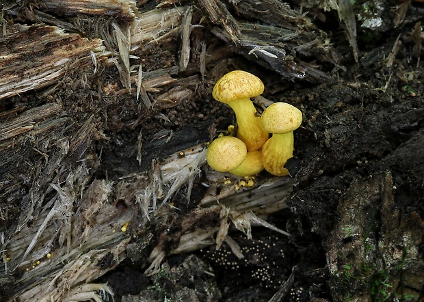 šupinovec Gymnopilus sp.