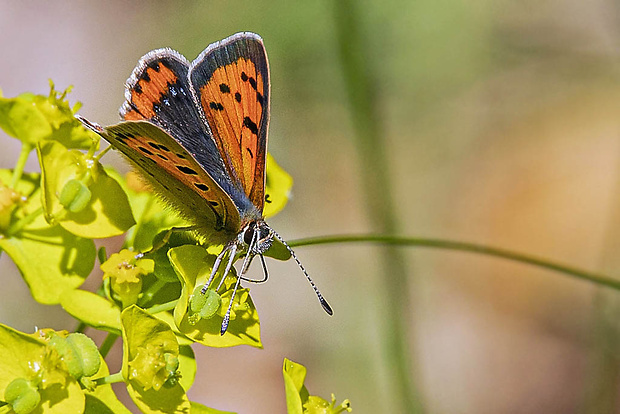 ohniváčik čiernokríly Lycaena phlaeas